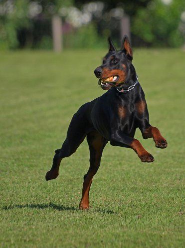 Doberman Running, Running Illustration, Animal Poses, European Doberman, Dog Expressions, Dog Anatomy, Doberman Pinscher Dog, Dog Poses, Doberman Dogs