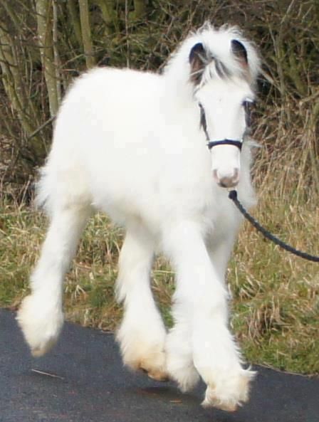 fluffy baby pony / horse ... omg ... what breed is this? Beautiful Horse Pictures, All The Pretty Horses, Horse Crazy, Draft Horses, White Horses, Cute Horses, Horse Photos, Pretty Horses, Horse Pictures