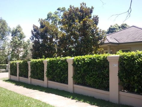 Front Yard Hedges, Pagar Modern, Country Fences, Garden Hedges, House Fence Design, Cheap Fence, Front Fence, Concrete Fence, Brick Fence