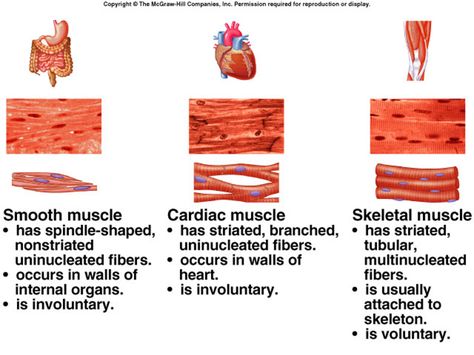 Muscular System - the Human Body SystemsBy: Jillian Nelson Types Of Muscle Tissue, Tissue Biology, Types Of Muscles, Musculoskeletal System, Muscular System, Muscle Anatomy, Human Body Systems, Human Anatomy And Physiology, Skeletal Muscle