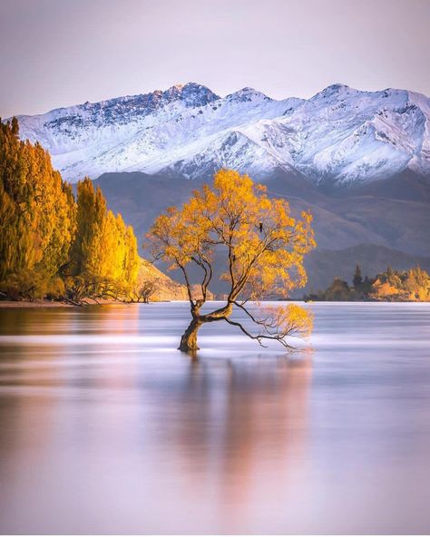 Wanaka Lake - New Zealand ✨💛💛💛✨ . Picture by ✨✨@rachstewartnz✨✨ #wonderful_places for a feature 💛 Famous Trees, Wanaka New Zealand, Lake Wanaka, Lone Tree, Tree Photography, Canon Photography, Nature Travel, Wonderful Places, Nature Photos