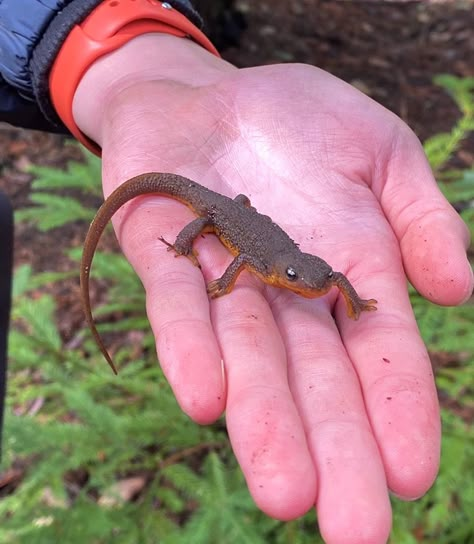 Grown and orange gecko with black eyes on hand in forest Lewis Core Aesthetic, Craig Core Aesthetic, Joey Core Aesthetic, Cj Core Aesthetic, Tessa Core Aesthetic, Ezra Core Aesthetic, Clementine Core Aesthetic, Ethan Core Aesthetic, Jay Core Aesthetic