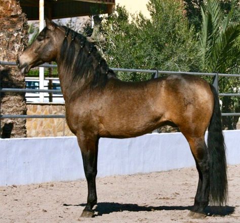 Absolutely amazing at over 20 years old, Pura Raza Española  stud, Dulzon IX , of Yeguada La Peña de Béjar. He is a very dark buckskin, not common in the breed. Lustiano Horses, Buckskin Horse, Spanish Horse, Amazing Horses, Dream Stables, Horse Colors, Andalusian Horse, Prophetic Art, Majestic Horse