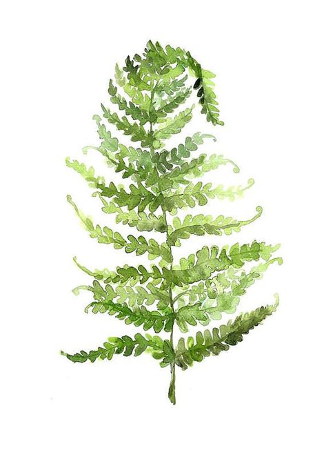 Watercolour Fern, Fall Leaves Pictures, Woodland Stickers, Leaf Printable, Diy Drawing, Lesson Plan Template, Watercolor Art Journal, Minimal Painting, Plant Art Print