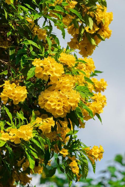 Trumpet Tree, Silver Trumpet, Natural Flowers, Free Background, Flower Stands, Yellow Flower, Sunny Day, Sunny Days, Photo Image