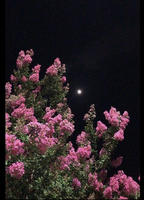 Moonlight Photography, Flowers Photography Wallpaper, Aesthetic Photography Nature, Photography Wallpaper, Sky Aesthetic, Photography Nature, Flowers Photography, Aesthetic Photography, Iphone Wallpaper