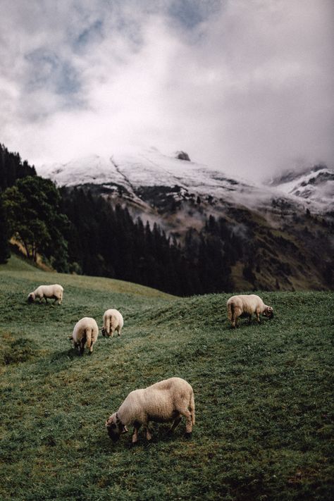 Sheep Images, Foggy Weather, Mountain Images, Hapkido, Bear Pictures, The Good Shepherd, Picture Illustration, The Alps, Light Of The World