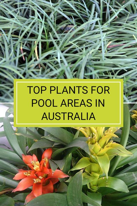 Choosing the right plants around your pool is essential for aesthetic appeal and practicality. Consider the type of pool you have; it can impact which plants thrive best. Varieties like Ophiopogon japonicus offer low maintenance while adding a touch of greenery. To learn more about selecting suitable plants and ensuring they complement your pool perfectly, check out the full article for expert tips and detailed plant recommendations. Pool Plants Australia, Pool Gardens Australia, Pool Landscaping Australian, Low Maintenance Garden Australian, Pool Area Ideas Australia, Poolside Planting, Plants Around Pool, Ophiopogon Japonicus, Pool Plants