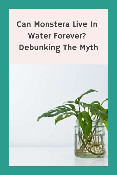 Discover the truth about growing Monstera plants in water! Can they truly flourish without soil? This intriguing concept has sparked debates among plant enthusiasts. Let's put an end to the speculation and uncover the facts once and for all. Join us on this journey of unraveling the mysteries surrounding water propagation for Monstera plants. Propagating Monstera In Water, Monstera In Water, Growing Monstera, Monstera Care, Plants Grown In Water, Water Propagation, Monstera Plants, Water Containers, The Score