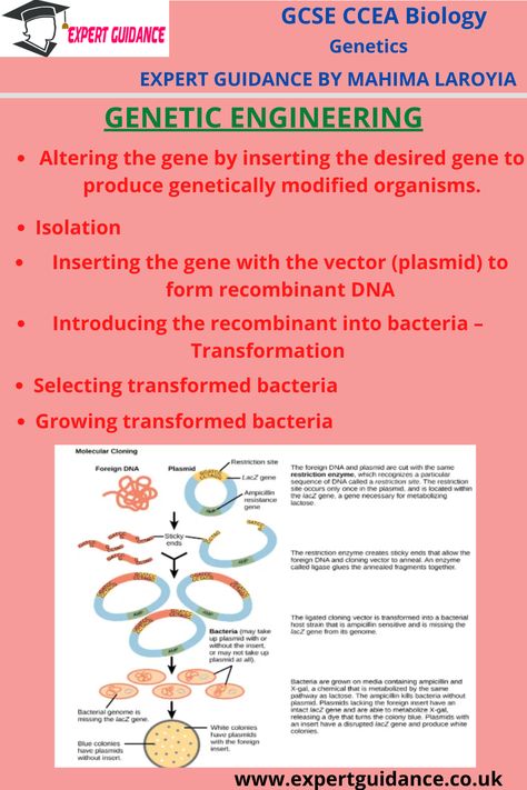 Genetic Engineering Notes, Asexual Reproduction, Biology Genetics, Recombinant Dna, Gcse Biology, Summary Notes, Biology Revision, Engineering Notes, Genetic Diseases