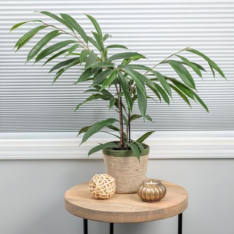 Cling-On® Ficus maclellandii 'Amstel King' - Ficus | Proven Winners Ficus Maclellandii, Small Weeping Trees, Weeping Trees, Weeping Fig, Ficus Benjamina, Orchid Bark, Proven Winners, Container Gardens, Dark And Light