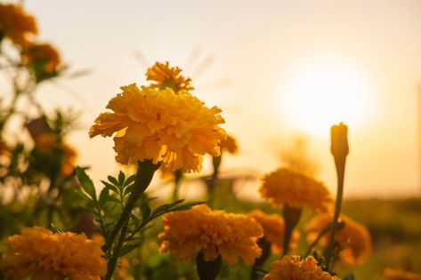 Aesthetic Marigold, Marigold Field, Evening Sun, Blooming Flowers, Premium Photo, Green And Orange, Drawing Inspiration, Royalty Free Stock Photos, This Is Us