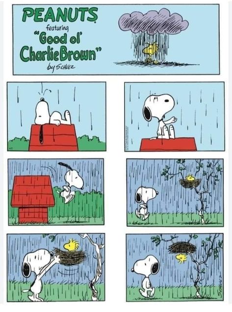 Peanuts Snoopy Comics, Snoopy Comics, Snoopy Cartoon, Peanuts Comic Strip, Charles Schulz, Peanuts Cartoon, Charlie’s Angels, Snoopy Quotes, Snoopy Pictures