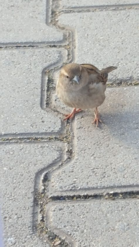 This is a common house sparrow Sparrow Pictures, Cute Sparrow, Collection Board, House Sparrow, Sugar Apples, Real Photos, Apples, Birds, Quick Saves