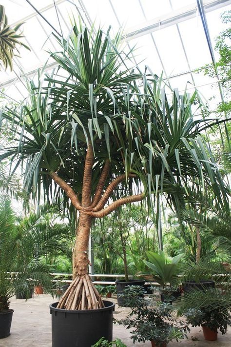 Pandanus tectorius Pandanus Tree Landscaping, Pandanus Plant, Pandanus Tectorius, Pandanus Tree, Modern Garden Landscaping, Trees For Front Yard, Tropical Landscape Design, Florida Landscaping, Fence Plants