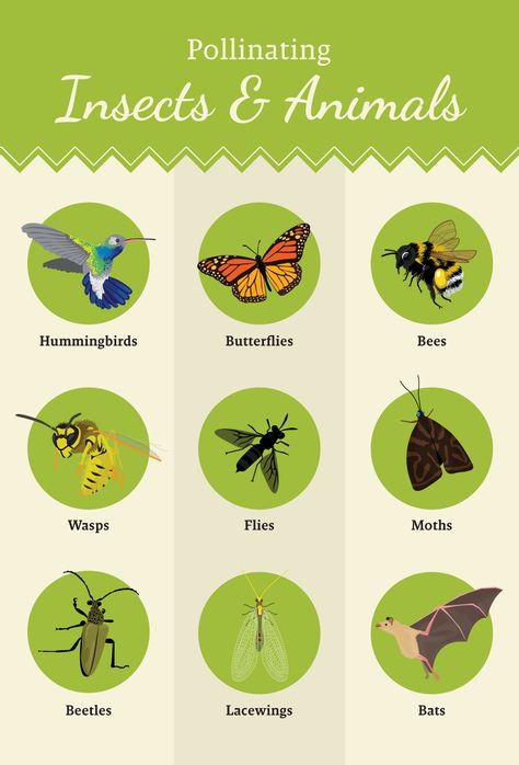 Pollinators Poster, Pollinating Plants, Plant Cycle, Homemade Hummingbird Food, Pollinating Flowers, Butterfly Feeders, Bee Ideas, Butterfly Garden Plants, Hummingbird Food