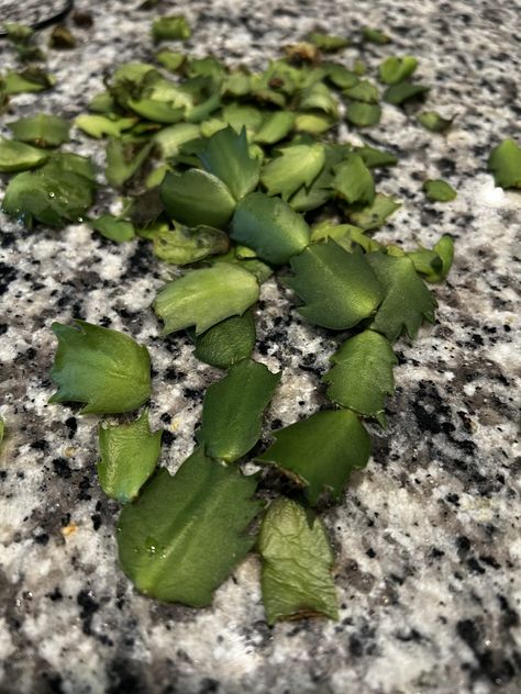 Easter Plants, Christmas Cactus Propagation, Cactus Leaves, Christmas Cactus Care, Christmas Cactus Plant, Easter Cactus, Thanksgiving Cactus, Cactus Water, Holiday Cactus