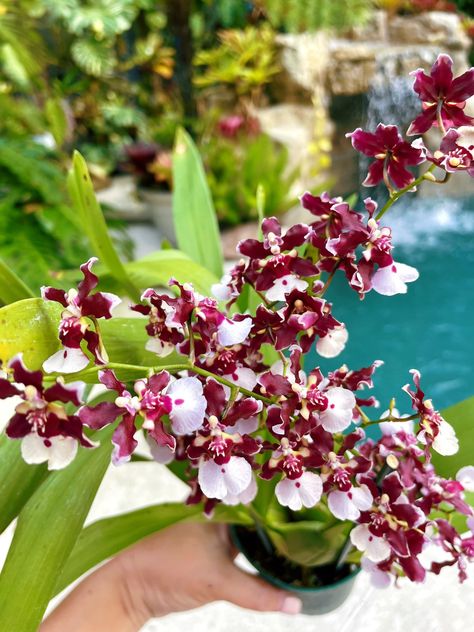 Orchid Growing On Trees, Kokodama Hanging, Orchid Roots Growing Out Of Pot, Hanging Moss, Orchid Rebloom, Flowering House Plants, Oncidium Orchid, Oncidium Orchids, Moss Ball