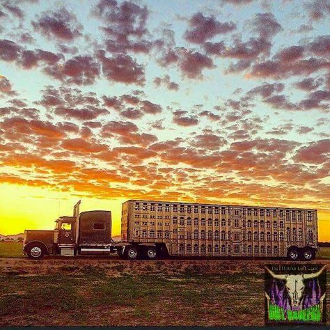 Livestock Hauler, Bull Hauler, Hauler Truck, Truck Tattoo, Cattle Trucks, Truck Pics, Peterbilt Trucks Custom, Custom Big Rigs, Road Train