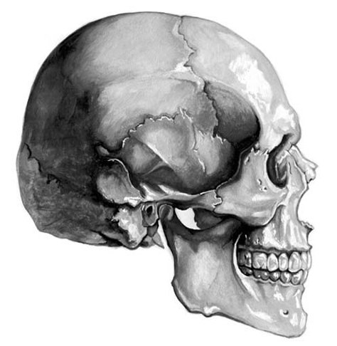 Profile Skull, Skull Side View, Human Skull Drawing, Sketch Skull, Drawing The Human Head, Side View Drawing, Skull Anatomy, Skull Reference, Skull Sketch