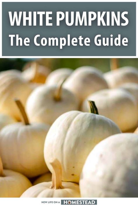 White Pumpkins Recipes, White Pumpkin Puree Recipes, How To Cook A White Pumpkin, White Pumpkin Recipes Fresh, White Squash Recipes, White Bush Squash Recipe, White Pumpkin Recipes, White Pumpkin Ideas, White Pumpkin Decorating Ideas