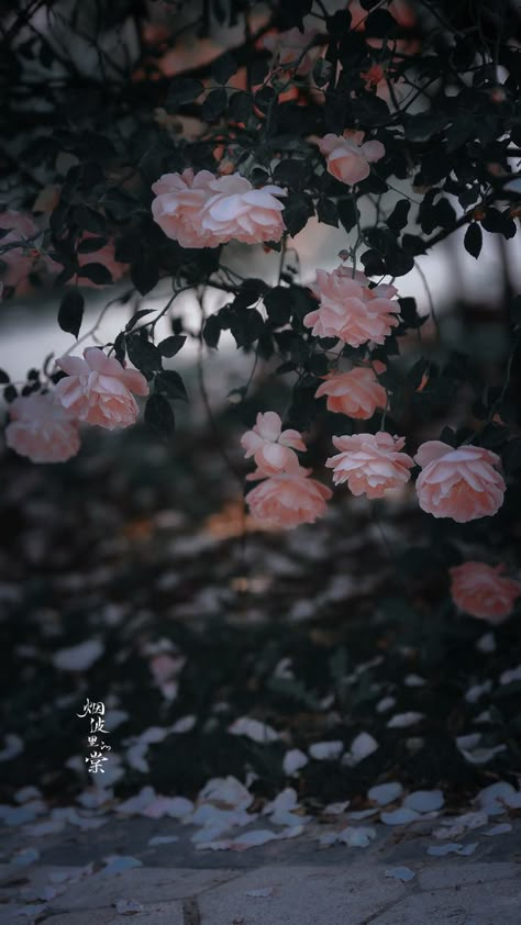 IG: euler_666 Peony Wallpaper, Vintage Flowers Wallpaper, Flowers Photography Wallpaper, Wallpaper Nature Flowers, Beautiful Flowers Wallpapers, Beautiful Landscape Wallpaper, Flower Phone Wallpaper, Beautiful Flowers Pictures, Art Flowers