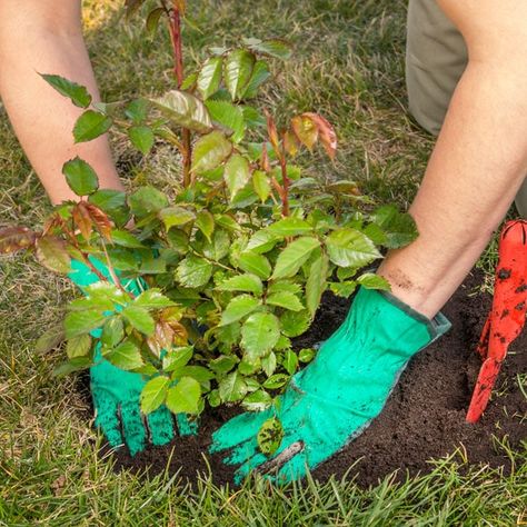 Planting Rose Bushes, Growing Spinach, Growing Sweet Potatoes, Flower Tower, Growing Hydrangeas, Growing Potatoes, Aloe Vera Plant, Classic Garden, Growing Roses