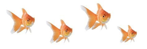 Goldfish Wallpaper, Fish Banner, Draw Reference, Picture Banner, Discord Banner, Iphone Case Stickers, Phone Layout, Header Banner, Png Icons