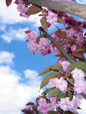 How to Start Cherry Trees From Cuttings best to cut when tree is dormant Cherry Tree From Seed, Growing Cherry Trees, How To Grow Cherries, Bee Friendly Garden, Japanese Cherry Tree, Flowering Cherry Tree, Japanese Tree, Crabapple Tree, Cherry Trees