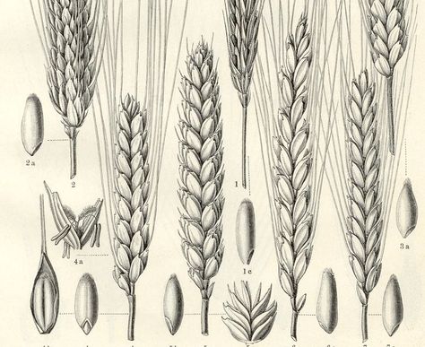 Barley Tattoo, Ancient Agriculture, Wheat Drawing, Sleeve Reference, Wheat Tattoo, Sister Tats, Hop Tattoo, Beer Painting, Botanical Science