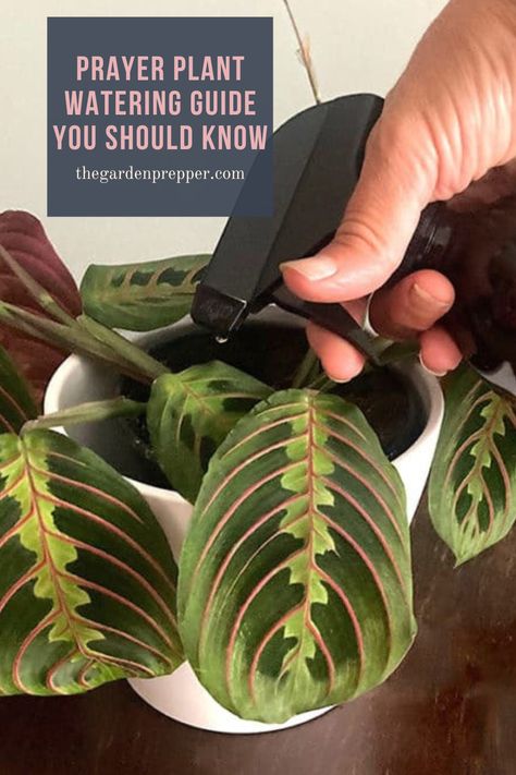 prayer plant watering Plant Watering Guide, Prayer Plant Care, African Violets Plants, Calathea Plant, Violet Plant, Plant Watering, Plant Care Houseplant, Plant Tattoo, Prayer Plant