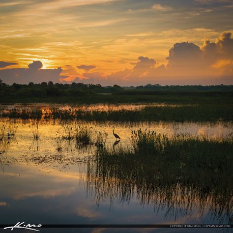 Wellington Preserve Sunrise Wetlands Wetland Photography, Wetlands Photography, Wetlands Painting, Gouache Inspiration, Abstract Art Lesson, Florida Photography, Murrells Inlet, Fernandina Beach, Lake Art