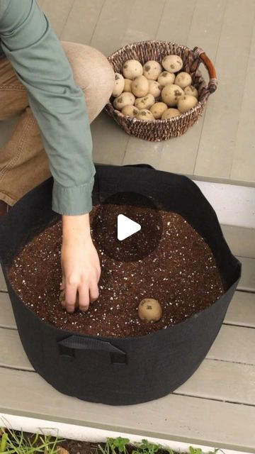 Burpee Gardening on Instagram: "You’ve got this thing in the bag! Here’s a step-by-step:  🥔 Pick a sunny spot and fill your grow bag with 6–10” of soil. 🥔 Plant seed potatoes 6–12” apart and 3–6” deep. 🥔 Lightly cover potatoes with 1–2” of soil. 🥔 As potatoes grow, cover with 1–2” of soil to cover the new stems until your grow bag is full. 🥔 Harvest when half of the vines begin to die off and the flowers droop. 🥔 Bake, roast, mash, boil—your call!" Potatoes Grown In Containers, Grow Bag Potatoes, Planting Potatoes In Buckets, Potatoe Planting How To Grow, How To Grow Potatoes In A Bag, Growing Sweet Potatoes In Grow Bags, How To Plant Potatoes In Grow Bags, Potato Planting In Container, Potato Bags Grow