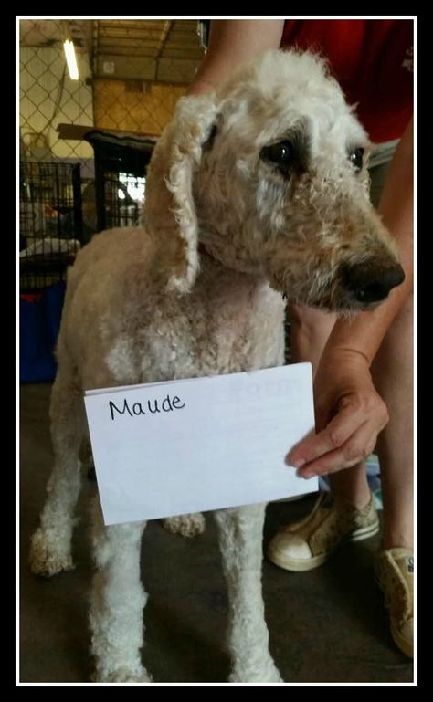 9 standard poodles need your help Poodle Rescue, Poodle Grooming, Standard Poodles, Standard Poodle, Love Animals, Dogs Cats, Adoption, Dog Cat, Dogs