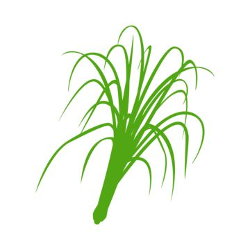 stem,taste,houseplant,vegetable,sketch,fresh,ingredient,background,contour,natural,spice,ripe,group,green,on,leaf,herb,herbal,stalk,thai,seasoning,vector,tropical,flat,scent,health,dried,healthy,growth,rose,culinary,grass,thailand,nature,root,eat,food,cartoon,asia,illustration,line,vertical,isolated,flower,cuisine,cooking,organic,asian,drawn,lemongrass,plant,lemon,geranium,white,aroma Vegetable Sketch, Asia Illustration, Thai Seasoning, Thailand Nature, Lemongrass Plant, Illustration Rose, Geranium Flower, Flower Flat, Food Cartoon