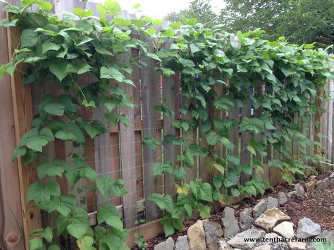 Pole Bean Metal Grid Trellis. The green beans have already reached the top of the privacy fence and are reaching over. Green Bean Trellis, Climbing Vegetables, Bean Trellis, Vegetable Trellis, Types Of Climbing, Training Vines, Vine Trellis, Sacred Garden, Metal Trellis