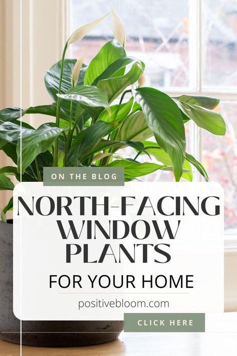 Check this article to see some of the best north-facing window plants you can choose for your own house, along with their brief plant care tips. North Window Indoor Plants, Window Plants Indoor, Bay Window Garden, Bay Window Plants, North Facing Window, North Facing House, Peperomia Plant, Alocasia Plant, Plant Window