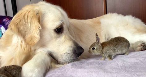 Bunnies Think Golden Retriever Is Their Mom And They Can’t Leave Her Side Dog And Bunny, Baby Donkey, Fluffy Bunny, Animals Friendship, Animal Stories, Baby Bunnies, Golden Retrievers, Adorable Baby, Cute Gif