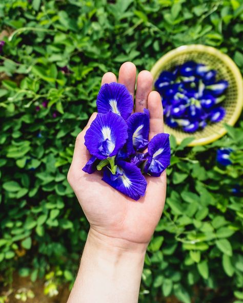 Butterfly Pea Flowers Canva Background, Pea Flower Tea, Butterfly Pea Flowers, Butterfly Pea Flower Tea, Pea Plant, Plant Zombie, Butterfly Pea Flower, Butterfly Pea, Pea Flower