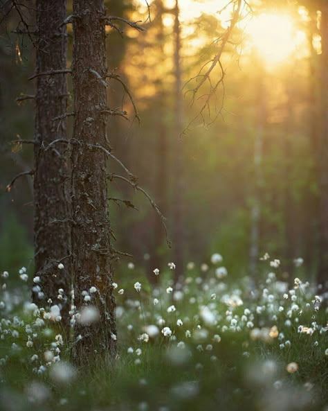 Aesthetic Gardening, Lost In The Forest, Disney Instagram, Landscape Illustration, Alam Yang Indah, The Grass, Nature Landscape, Image Hd, Art Music