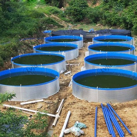 Aquaculture Fish Farming, Aqua Ponics, Shrimp Pond, Pool Solar Panels, Fish Tilapia, Aquaculture Fish, Large Fish Tanks, Shrimp Farming, Aqua Culture