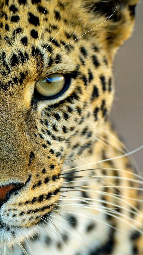 Pin de Brennan Walls em Animals em 2022 | Fotos de animais selvagens, Animais selvagens, Fotos de animais Leopard Pictures, Regard Animal, Jaguar Animal, Wild Animal Wallpaper, Leopard Face, Scary Animals, Animal Mural, Wild Animals Pictures, African Animals