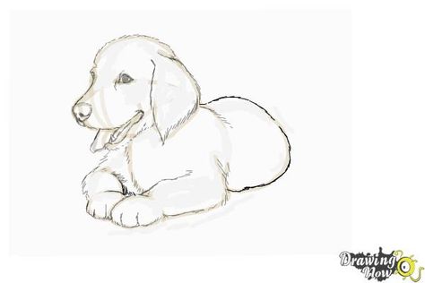 How to Draw a Golden Retriever Puppy.Golden retriever pictures are very cute. Do you have one at home? If you want to draw a Golden Retriever we can work together. I can teach you how to draw a Golden Retriever. We can draw a medium to large sized dog. Golden Retrievers have an instinctive love of water.Lets start by drawing three connected oval shape circles for his head, body and tail. Illustrate his feet. Sketch facial details in a tongue out pose. Sketch his ears. Highlight your drawing.... Golden Retriever Drawing Step By Step, How To Draw A Golden Retriever Puppy, Puppy Sketch Easy, Golden Retriever Drawing Sketches, How To Draw Puppy, How To Draw A Golden Retriever, How To Draw A Puppy, Golden Retriever Puppy Drawing, How To Draw Dog