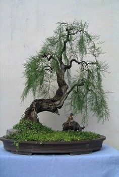 Tamarix gallica bonsai Willow Bonsai, Art Floral Japonais, Bonsai Tree Types, Beautiful Bonsai, Indoor Bonsai Tree, Japanese Bonsai, Indoor Bonsai, Bonsai Art, Weeping Willow