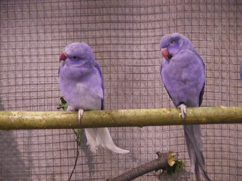 Purple Parakeets Quaker Parrot, Purple Birds, Monk Parakeet, Conure Parrots, Purple Bird, Crazy Bird, Funny Birds, Pet Bird, Exotic Birds