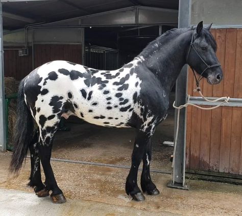 Appaloosa Friesian Cross, Pretty Horses Appaloosa, Black Appaloosa Horses, Gorgeous Horse Photography, Horse Dragon Costume, Cool Horse Coats, Beautiful Horses Rare, Cool Horses, Unique Horses