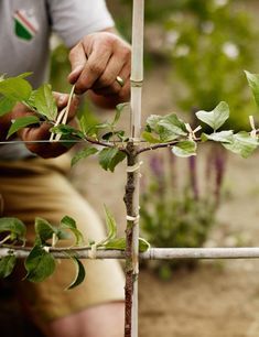 Espalier Fruit Trees, Prune Fruit, Fruit Tree Garden, Growing Fruit Trees, Living Fence, Potager Garden, A Thing Of Beauty, Veg Garden, Fruit Tree