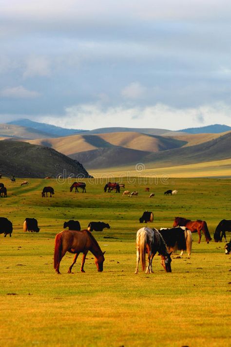 Scenery in Mongolia. Horses on the grasslands in Mongolia in the summer of 2009 , #Affiliate, #Horses, #Mongolia, #Scenery, #summer, #grasslands #ad Horses Grazing, High Middle Ages, Scenery Photos, Gorgeous Scenery, Green Photo, Inner Mongolia, Dream Travel Destinations, Art Print Poster, Cinque Terre