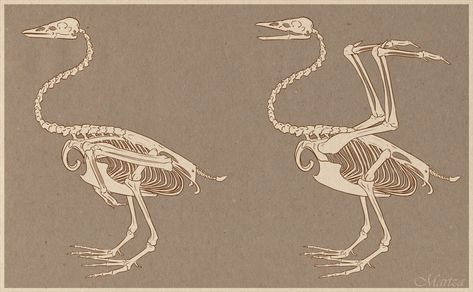 Swan Skeleton, Draw Skeleton, Wing Tutorial, Wing Anatomy, Swan Artwork, Celtic Zodiac, Swan Wings, Anatomy Bones, Mute Swan