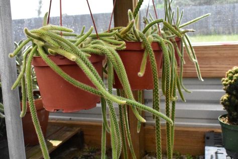 Rattail Cactus, Rat Tail Cactus, Cactus Seeds, Cactus Care, Succulents Cactus, Trailing Plants, Liquid Fertilizer, Growing Seeds, Water Plants